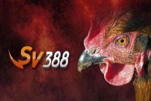 Giới thiệu tổng quan về SV388 đá gà trực tiếp