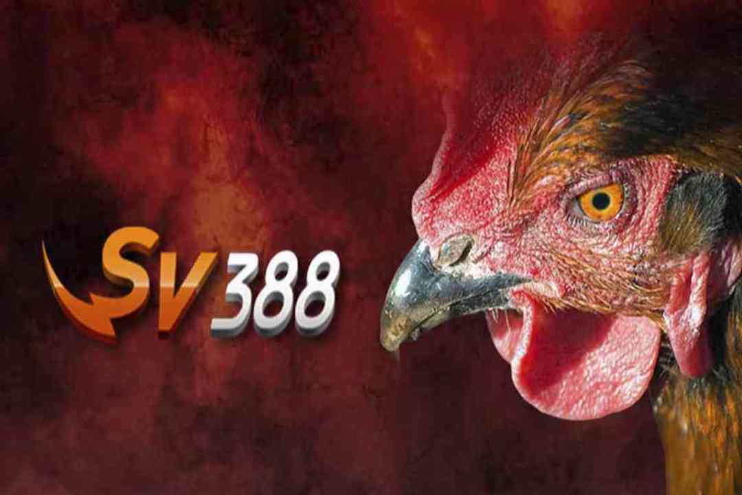 Giới thiệu tổng quan về SV388 đá gà trực tiếp